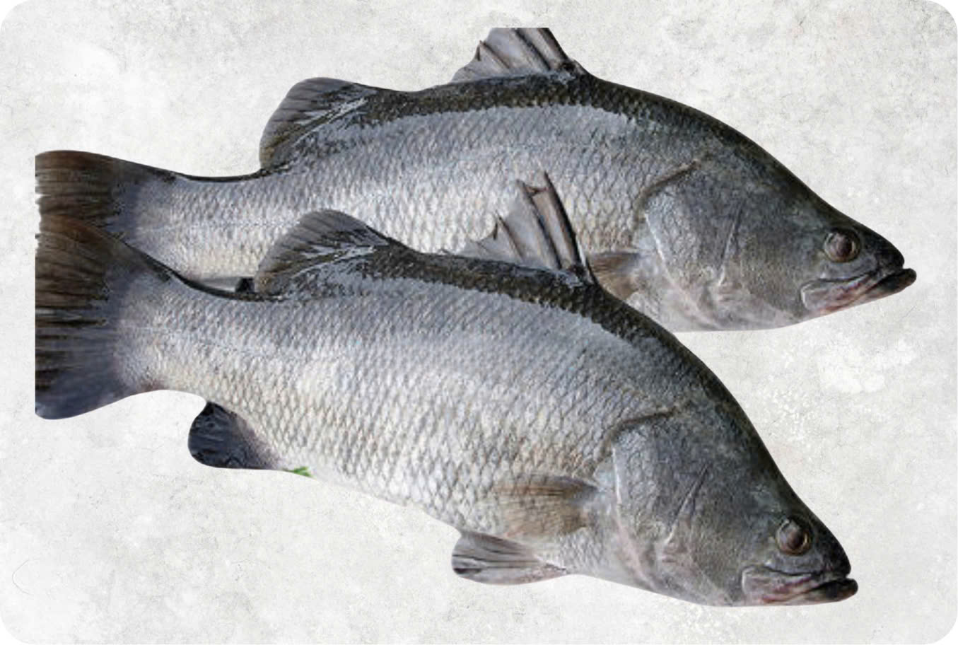 Frozen Goods & Meat wholesale category