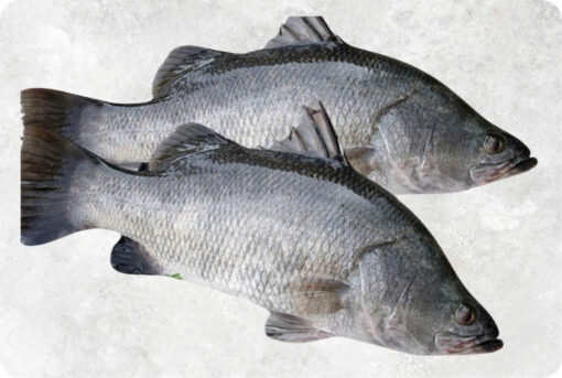 Frozen Barramundi Whole Round (Sea Bass)