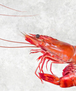 frozen-cooked-hoso-black-tiger-shrimp