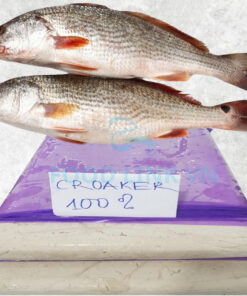 frozen-croaker-surimi-frozen-guchi-surimi