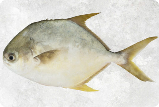 1-frozen-golden-pompano-whole-round-supplier-exporter-vietnam.jpg Frozen Pompano Whole Round (Golden Pompano)