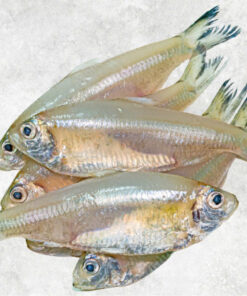 frozen-keski-fish-whole-round-river-anchovy