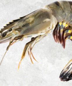 frozen-raw-hoso-black-tiger-shrimp