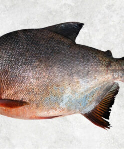 frozen-red-pacu-whole-round-red-pomfret