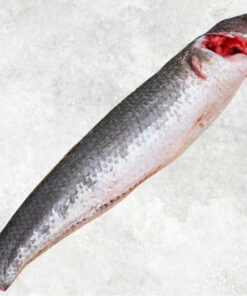frozen-snakehead-fish-whole-clean