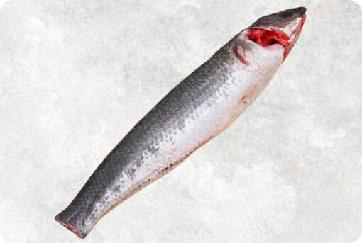 Frozen Snakehead Fish Whole Clean