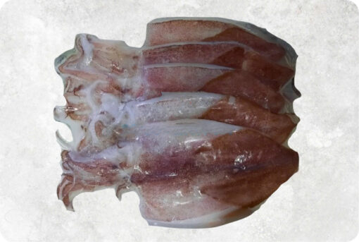 Half dried Loligo Squid