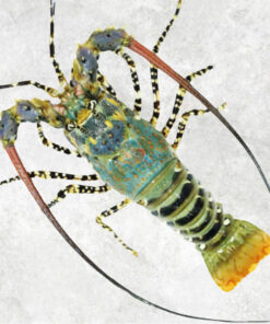 spiny-lobster