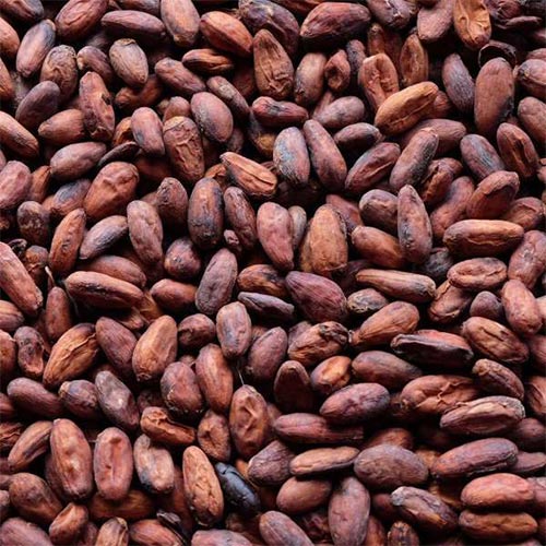 Cocoa.jpg Cocoa
