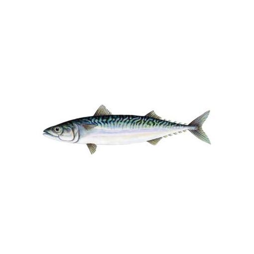 Mackerel Fish