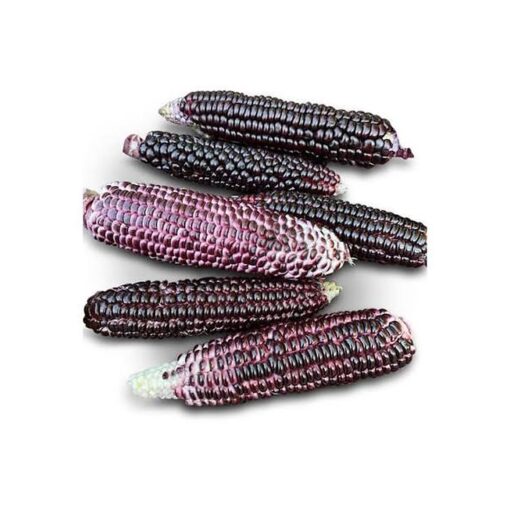 red-corn.jpg Red Corn