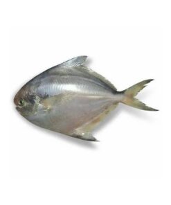 silver-pomfret-fish